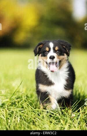 Pastore australiano cucciolo Foto Stock