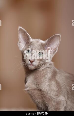 Oriental Shorthair kitten Foto Stock