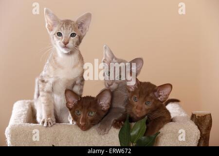 Oriental Shorthair kitten Foto Stock