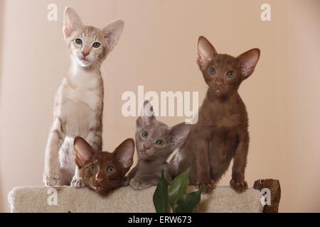 Oriental Shorthair kitten Foto Stock