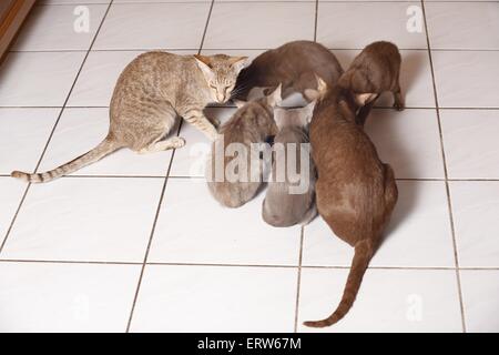 Mangiare Oriental Shorthair Foto Stock