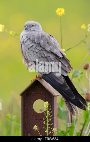 Montagu's Harrier Foto Stock