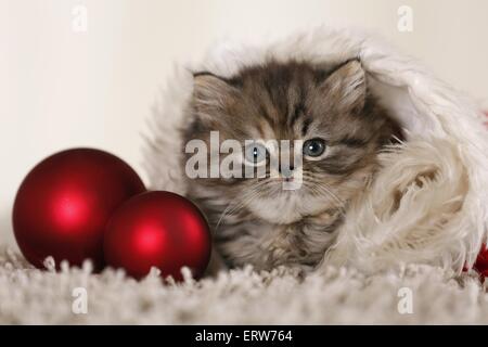 Highlander gattino Foto Stock