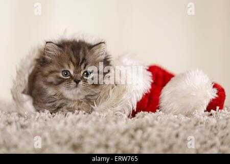 Highlander gattino Foto Stock