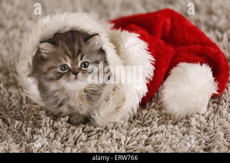 Highlander gattino Foto Stock
