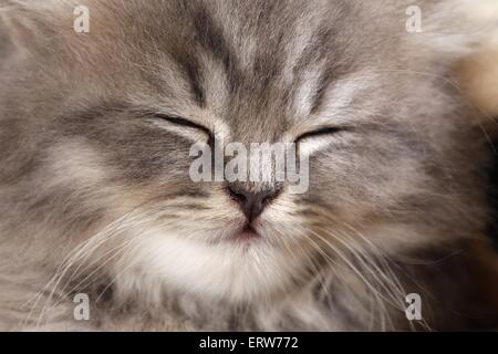 Highlander gattino Foto Stock