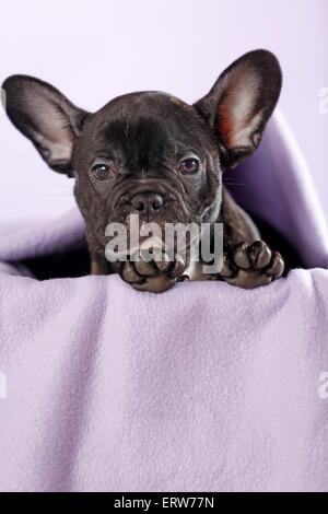 Giacente bulldog francese Foto Stock