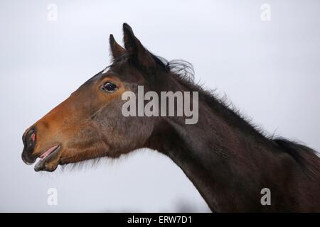 Yearling ritratto Foto Stock