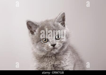 British Shorthair Kitten Foto Stock