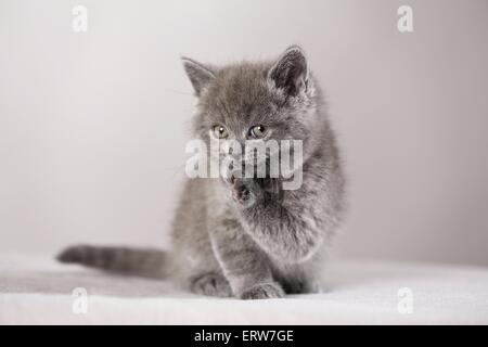 British Shorthair Kitten Foto Stock