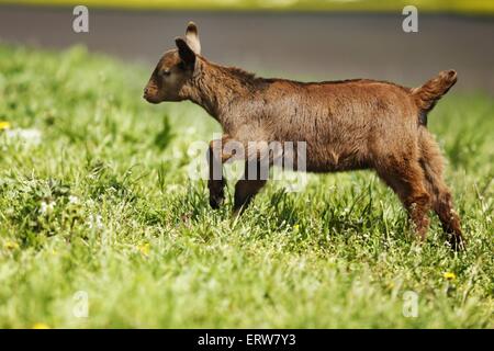 Esecuzione di kid sul prato Foto Stock