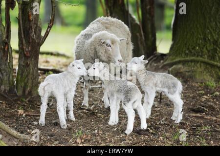 Madre di pecore con agnelli Foto Stock