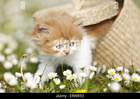 Highlander gattino sul prato di fiori Foto Stock