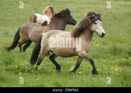 Esecuzione di cavalli islandesi Foto Stock