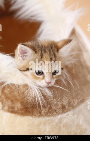Egyptian-Mau-incroci gattino Foto Stock