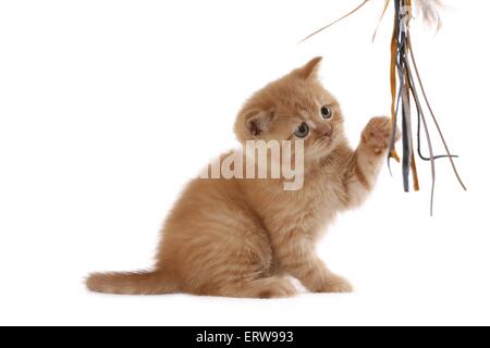 British Shorthait gattino Foto Stock