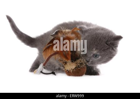 British Shorthait gattino Foto Stock