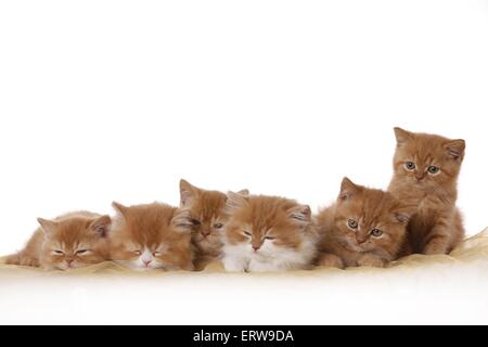 British Shorthair e Highlander gattino Foto Stock