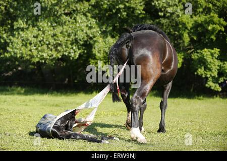 nascita di un puledro Foto Stock