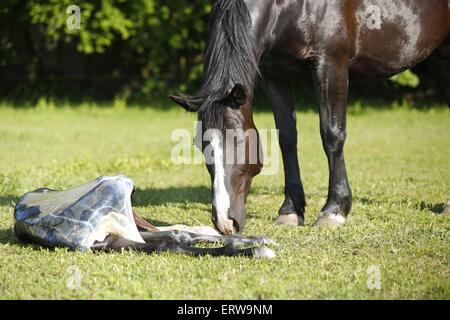 nascita di un puledro Foto Stock