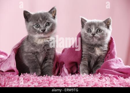 British Shorthair Kitten Foto Stock