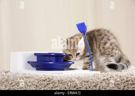 Egyptian-Mau-incroci gattino Foto Stock