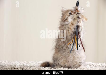 Highlander gattino Foto Stock