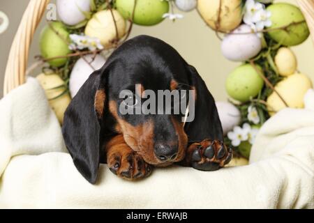 Shorthaired Bassotto cucciolo Foto Stock