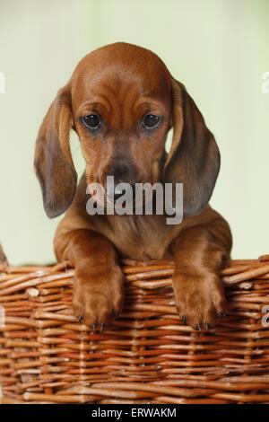 Shorthaired Bassotto cucciolo Foto Stock