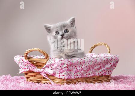 British Shorthair Kitten Foto Stock