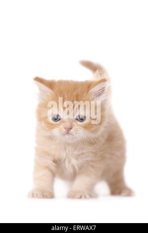 Gatto persiano gattino Foto Stock