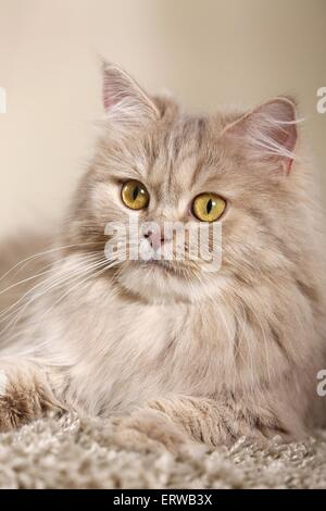 Giacente tedesco Longhair Cat Foto Stock