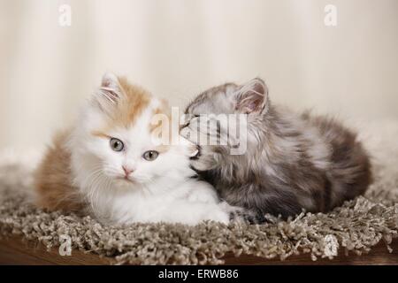 Il tedesco Longhair gattino Foto Stock