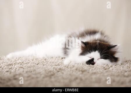 Il tedesco Longhair gattino Foto Stock