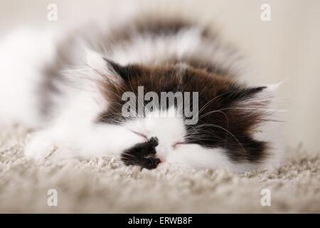 Il tedesco Longhair gattino Foto Stock