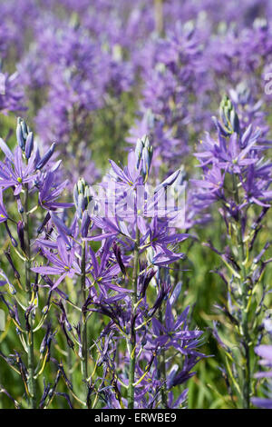 Camassia fiori in primavera. Foto Stock