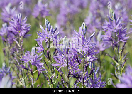 Camassia fiori in primavera. Foto Stock