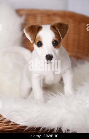 Standing Jack Russell Terrier cucciolo Foto Stock