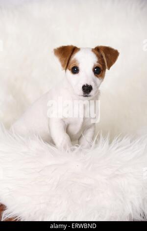 Udienza Jack Russell Terrier cucciolo Foto Stock