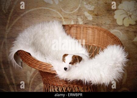 Sleeping Jack Russell Terrier cucciolo Foto Stock
