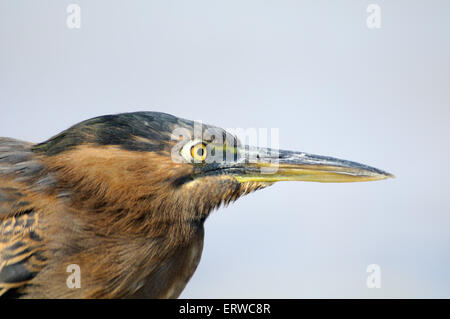 Mangrove Heron sulla barriera corallina sul Mar Rosso il faggio a Sharm el-Sheikh, Egitto Foto Stock