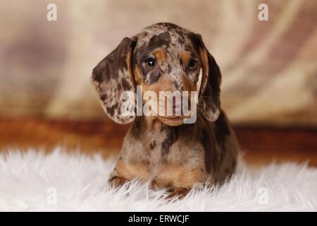 Cucciolo di bassotto Foto Stock