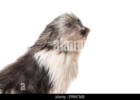 Polish Lowland Sheepdog ritratto Foto Stock