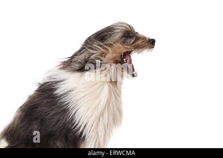 Polish Lowland Sheepdog ritratto Foto Stock