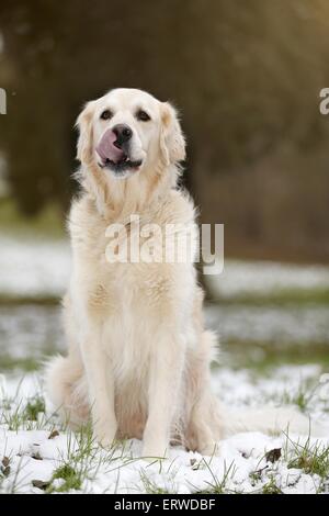 Udienza Golden Retriever Foto Stock