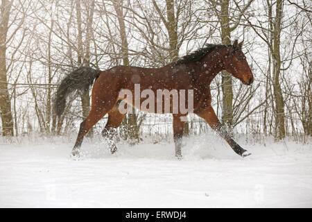 Marrone a cavallo nella neve di guida Foto Stock