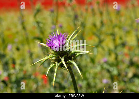 Cardo mariano Silybum marianum fiore in fiore Foto Stock