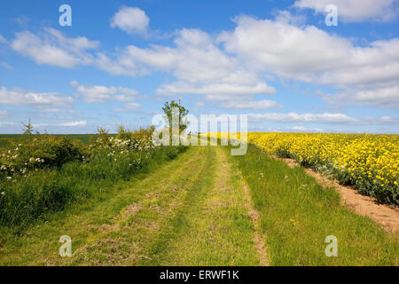 Inizio estate paesaggio con alberi e siepi e colture con un prato distanza lungo il sentiero e bridleway sul Yorkshire wolds. Foto Stock