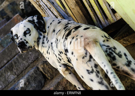 Cane dalmata con gli occhi blu in piedi sui gradini Foto Stock