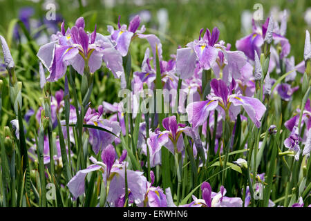 Iris Viola fiore sul letto di fiori Foto Stock